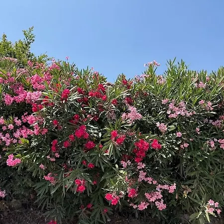 Villa Oleander Evia *