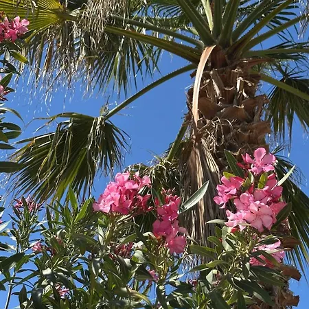 Oleander Evia * Ájoi Apósztoli