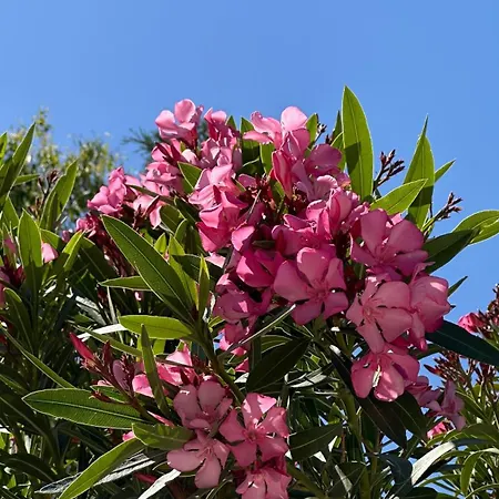 Oleander Evia Villa *